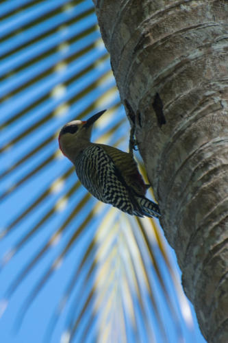Région de Baracoa, Pic à sourcils noirsMelanerpes superciliaris - West Indian Woodpecker