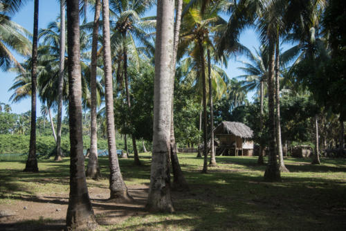 Région de Baracoa, plantation de cocotiers