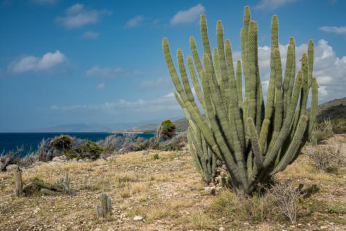 Cactus sur la route le long de la mer des Caraïbes