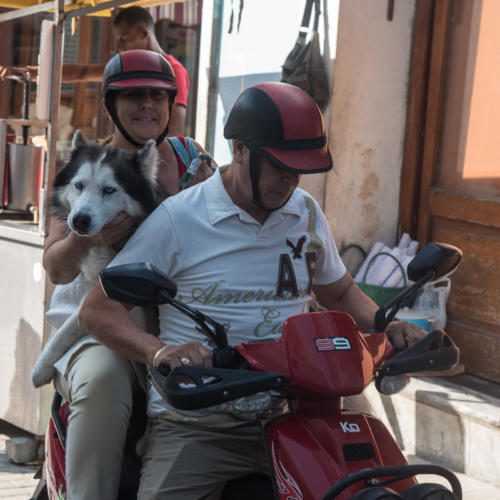 Cuba - La Havane, les cubains adorent les chiens