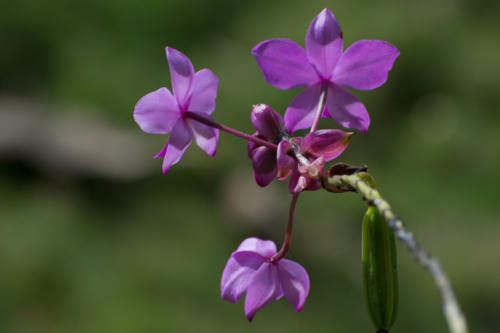Cuba - orchideario à Soroa, orchidée du cocotier