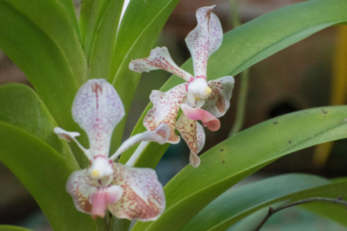 Cuba - orchideario à Soroa, orchdée