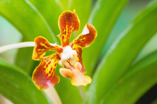 Cuba - orchideario à Soroa, orchidée