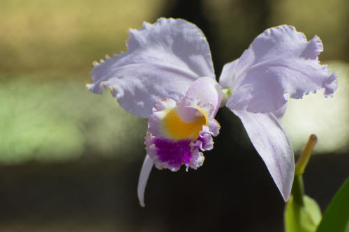 Cuba - orchideario à Soroa, orchidée cattleya