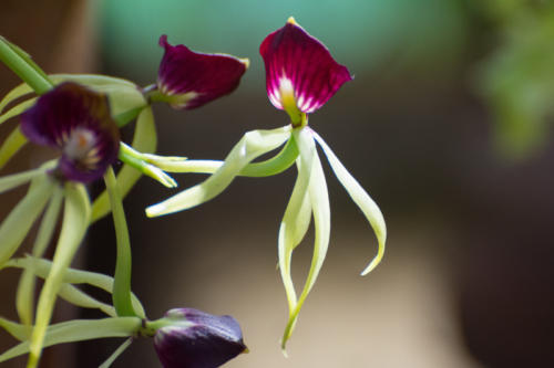 Cuba - orchideario à Soroa, Prosthechea cochleata