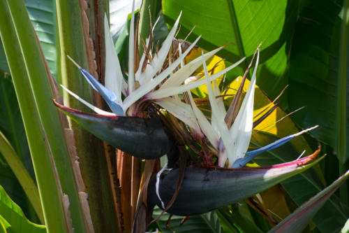 Cuba - orchideario à Soroa, strelizia ou oiseau de paradis