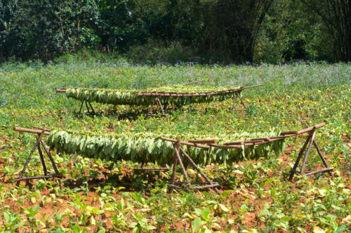 Cuba, Vinales, premier séchage des feuilles de tabac après récolte