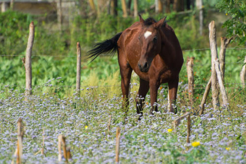 Cuba -Vinales, le cheval est très présent dans l'île et en particulier dans cette région