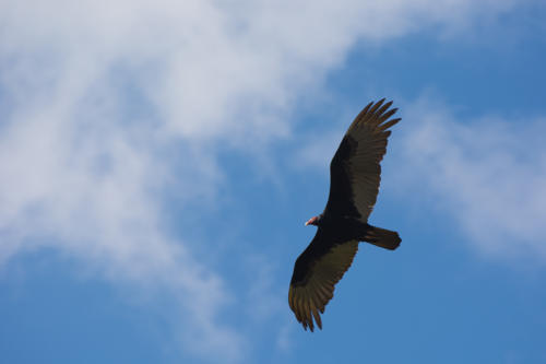 Cuba - Région de VInales - Urubu à tête rouge - Cathartes aura - Turkey Vulture