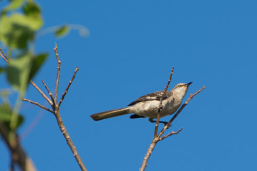Cuba -Vinales,  moqueur polyglotte (mimus polyglottos -Northern Mockingbird)