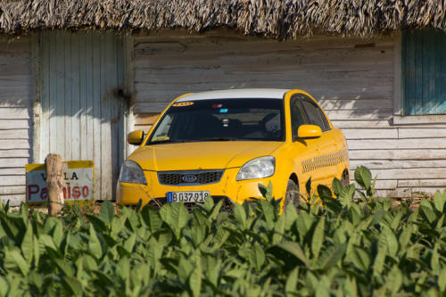 Cuba -Vinales, taxi au milieu des feuilles de tabac 