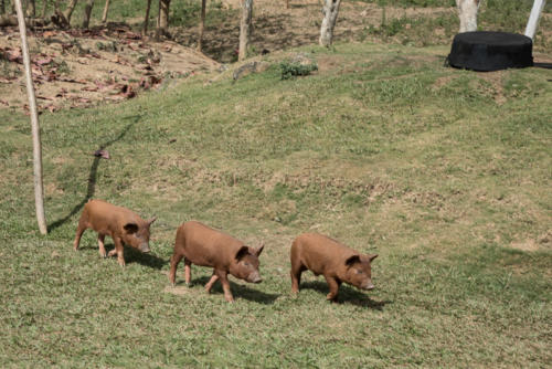 Cuba - Vinales, le 3 petits cochons