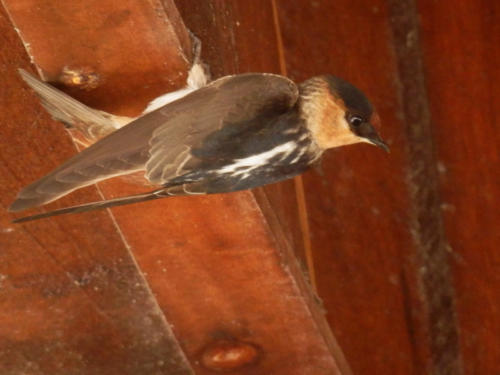 Cuba - Caleta Buena - Hirondelle à front brun- Petrochelidon fulva - Cave Swallow