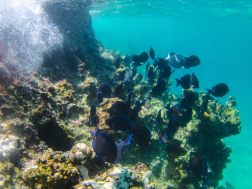  Cuba- Caleta Buena,  excellente petite anse protégée pour le snorkelling 