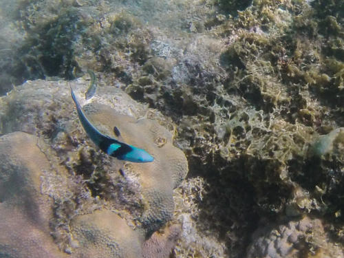  Cuba- Caleta Buena,  excellente petite anse protégée pour le snorkelling 
