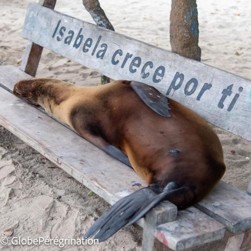 Galapagos, Isabela, Puerto Vilamil, Otarie à fourrure