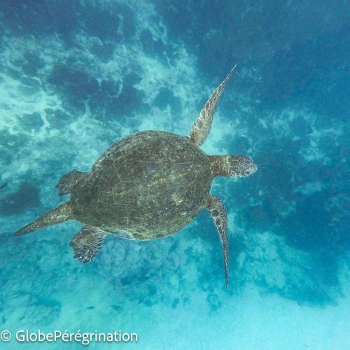 Galapagos, Isabela, sortie snorkeling, tortue marine