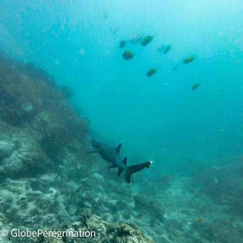 Galapagos - Isabela, sortie snorkeling