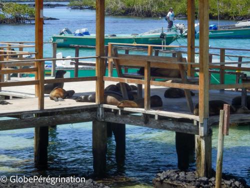 Galapagos, Isabela, Puerto vilamil, otaries à fourrure