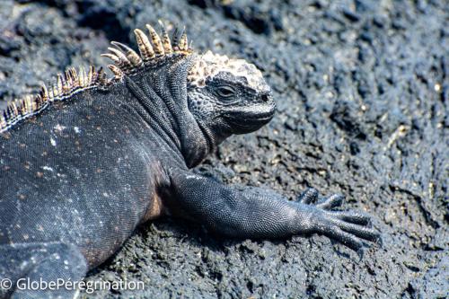 Galapagos, Isabela, Puerto Vilamil, iguane marin