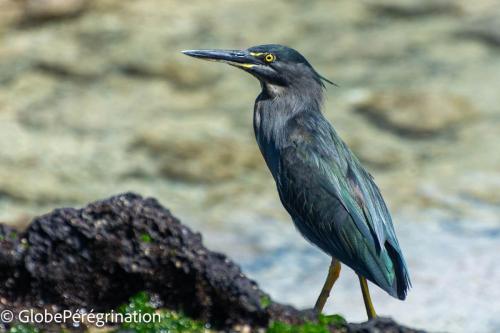 Galapagos, Isabela, Puerto Vilamil, Héron des Galapagos