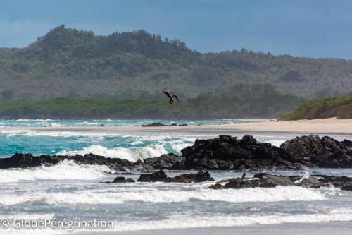 Galapagos, Isabela, Puerto Vilamil, plongeon d'un pélican brun