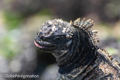 Galapagos, Isabela, Puerto Vilamil, iguane marin