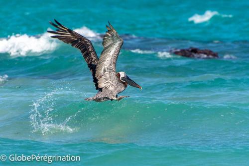 Galapagos, Isabela, Puerto Vilamil, Pélican brun