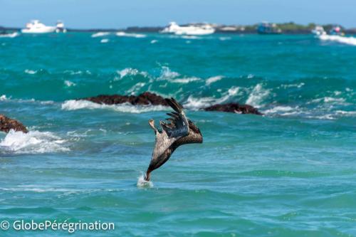 Galapagos, Isabela, Puerto vilamil, Pélican brun