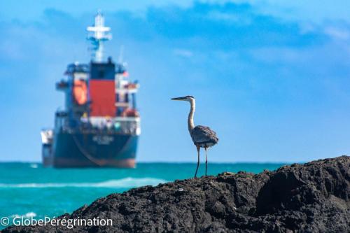 Galapagos, Isabela, Puerto Vilamil, Héron cendré