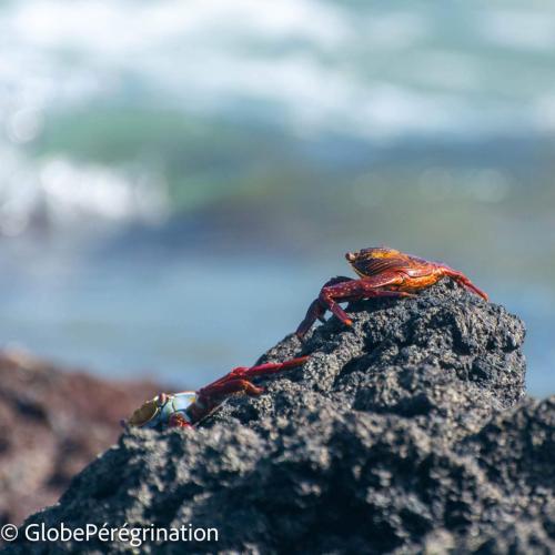 Galapagos, Isabela, Puerto Vilamil, crabes rouges des Galapgaos