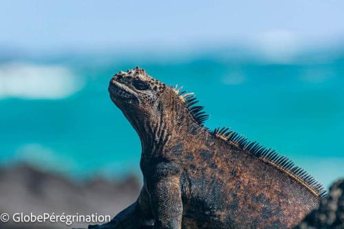 Galapagos, Isabela, Puerto Vilamil, iguane marin
