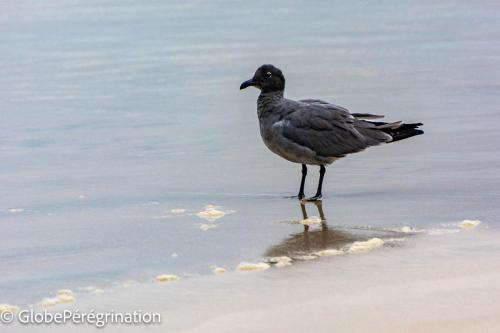 Galapagos, Isabela, Puerto Vilamil, très rare mouette obscure ou mouette de lave