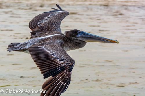 Galapagos, Isabela, Puerto Vilamil, Pélican brun