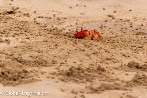 Galapagos, Isabela, Puerto Vilamil, crabe rouge des Galapagos