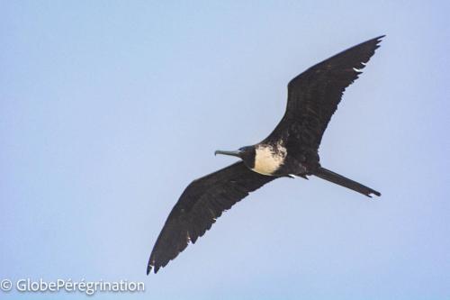 Galapagos, Isabela, Puerto Vilamil, frégate