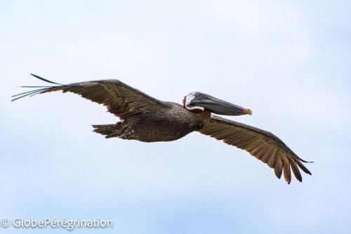 Galapagos, Isabela, Puerto Vilamil, pélican brun
