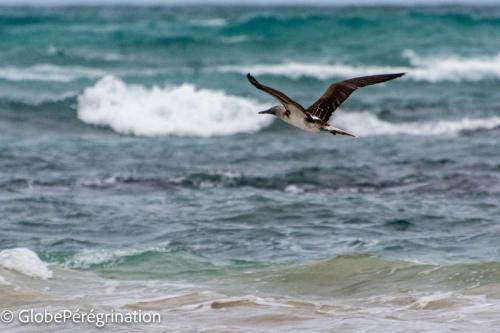 Galapagos, Isabela, Puerto Vilamil, fou à pieds bleus