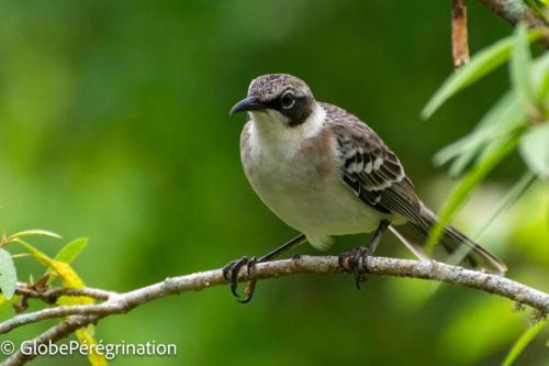 Galapagos - Oiseaux terrestres