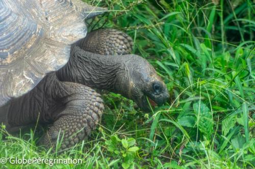 Galapagos, Santa Cruz, El Chato, tortue géante de Santa Cruz