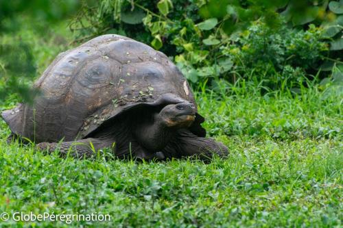 Galapagos, Santa Cruz, El Chato, tortue géante de Santa Cruz