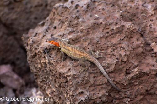 Galapagos, Santa Cruz, El Chato, Santa Cruz lava lizard (Microlophus indefatigabilis)