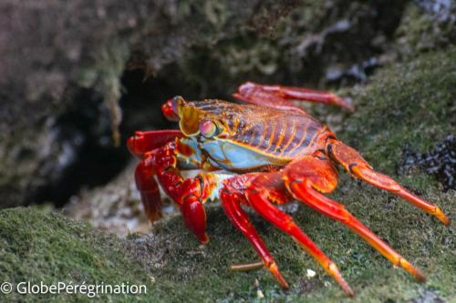 Galapagos, Santa Cruz, Puerto Ayora, crabe rouge des Galapagos