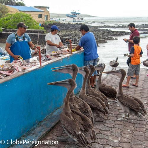 Galapagos, Santa Cruz, Puerto Ayora, pélicans au marché aux poissons