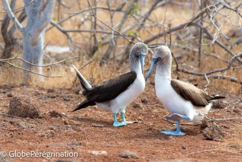 Galapagos, Seymour, parade de fous à pieds bleus