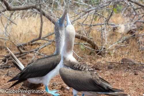 Galapagos, Seymour, parade de fous à pieds bleus