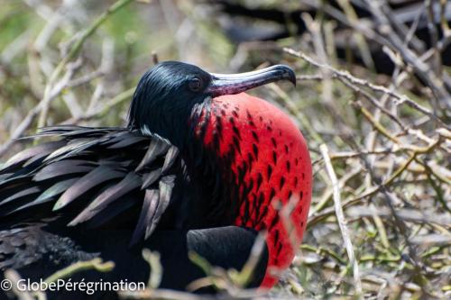 Galapagos, Seymour, frégate mâle au nid essayant d'attirer une femelle