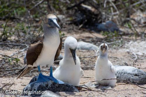 Galapagos, Seymour, famille de fous à pieds bleus