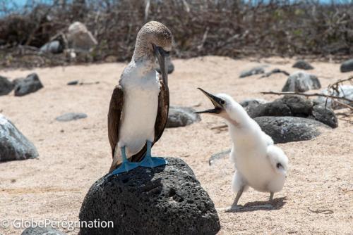 Galapagos, Seymour, oisillon fou à pieds bleus réclamant de la nourriture