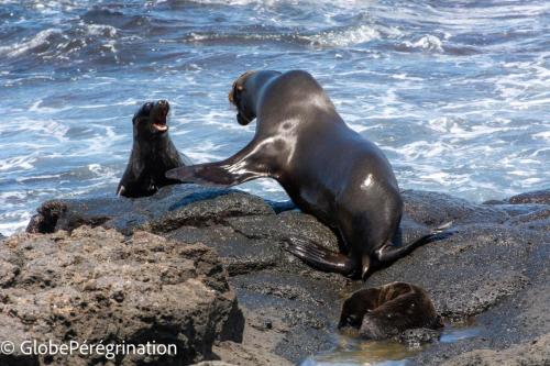 Galapagos reserve marine